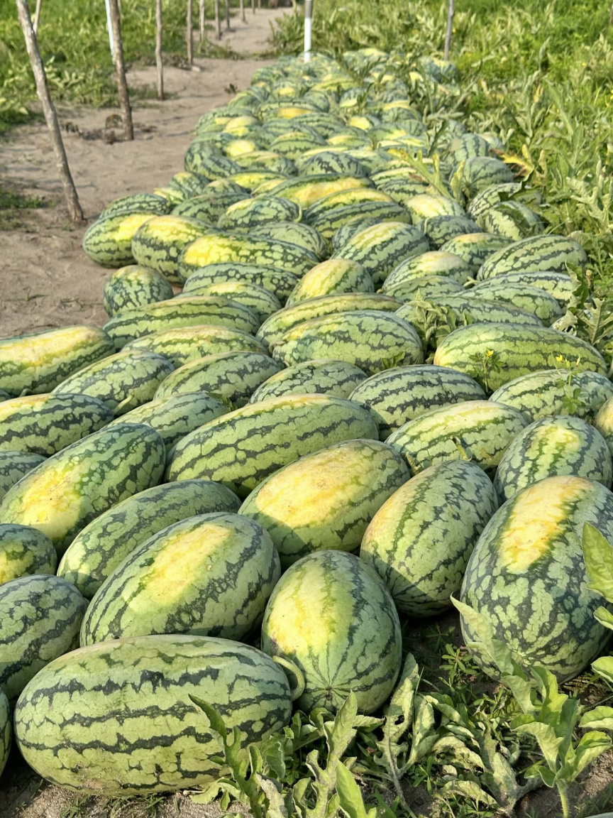 މިފަހަރު ރޯދައަށް ގޮއިދޫ ދަނޑުތަކުން މާލެއަށް 30 ޓަނަށްވުރެ ގިނަ ކަރާ