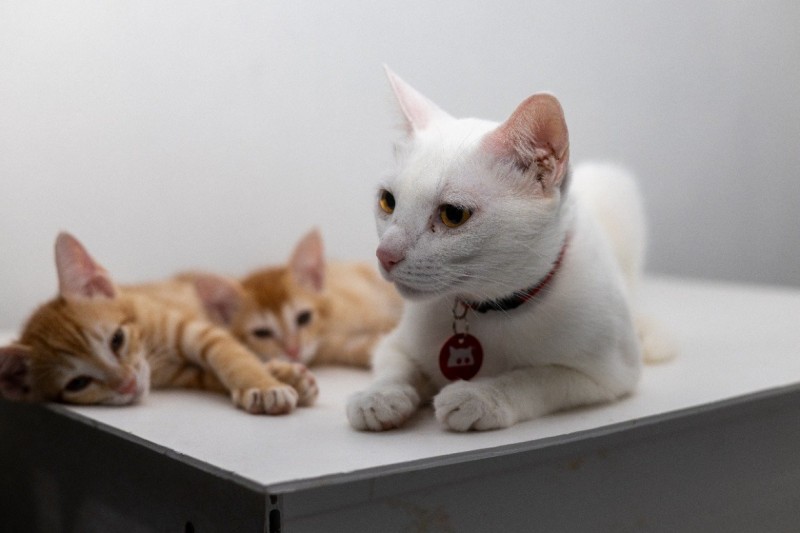 މިހާތަނަށް ފެސިލިޓީއަށް 352 ބުޅާ ގެންގޮސްފި، އަންނަ ހަފުތާގައި އިތުރު ބުޅާތައް ގެންދަނީ