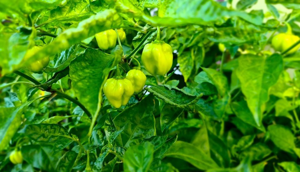 ގޮއިދޫ ދަނޑުތަކުގައި ކެމިކަލް ބޭނުންކުރުމާއި ކެންސަރާއި ގުޅުމެއްވޭތޯ ބަލަން ފަށައިފި