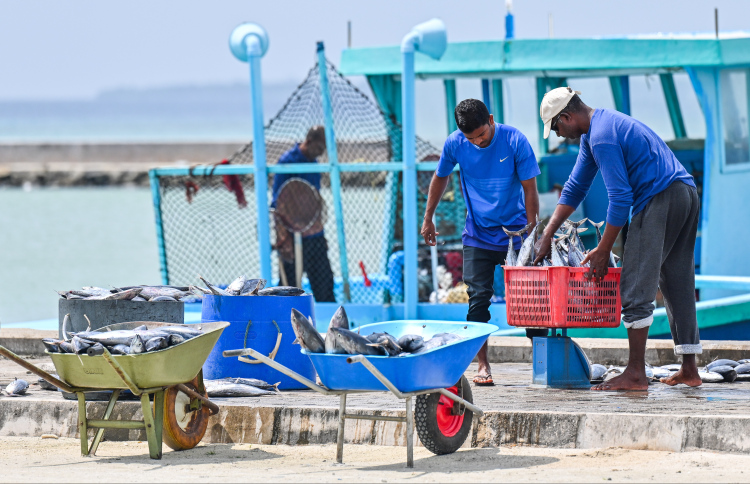 ބޮޑު ކަންނެލީގެ މަސްވެރިކަން ކުރާ ދޯނިތަކަށް ވިއްކާ ތެލަށް މިއަދުން ފެށިގެން ސަބްސިޑީ ދޭން ނިންމައިފި