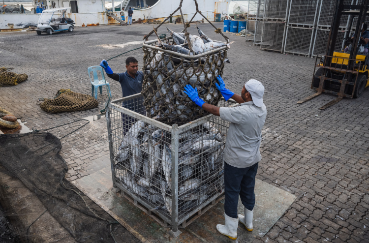 ރާއްޖޭގެ ކަނޑުމަހުގެ މަސްވެރިކަމަށް ފުރަތަމަ ފަހަރަށް ރޭޓިން ދީފި