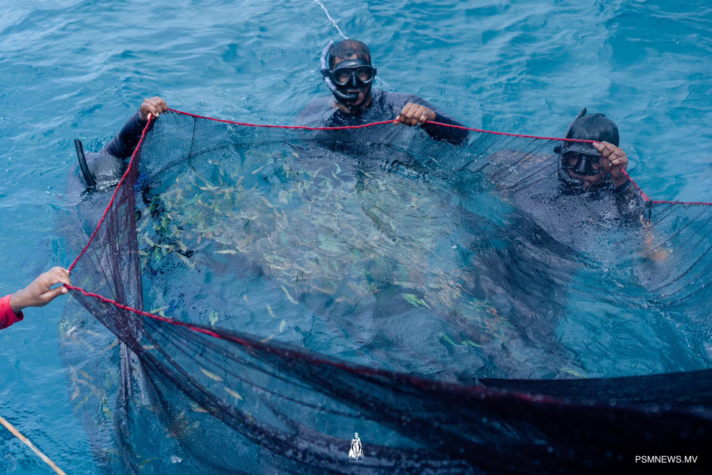 ރާއްޖޭގެ މަސްވެރިކަމަށް ސީފުޑް ވޮޗްގެ ޚާއްޞަ ރޭޓިންއެއް