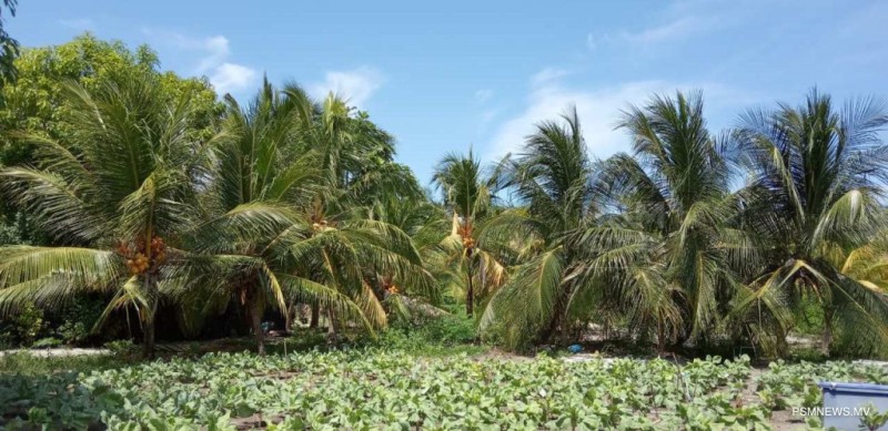 ރުކުމަޑި ނައްތާލުމަށް ހަނިމާދޫގައި "ޕެރަސިޓޮއިޑް" އާލާކުރަނީ