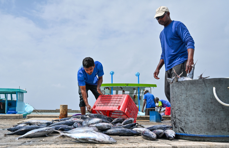 މަސްވެރިކަމާ ގުޅުން ހުރި ހުރިހާ ހިދުމަތެއް އެއް ބަނދަރަކަށް