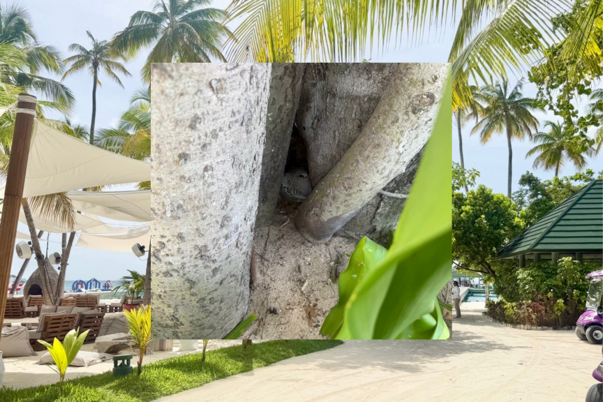 ބޮބްމާލީގެ ލަވަ އަޑުއަހާ ދަނޑިފުޅުދޫނި