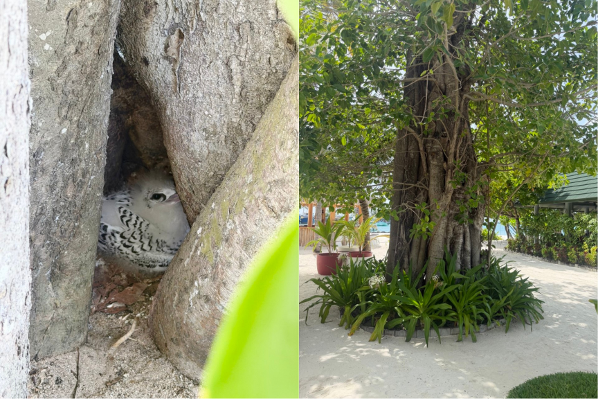 ބޮބްމާލީގެ ލަވަ އަޑުއަހާ ދަނޑިފުޅުދޫނި