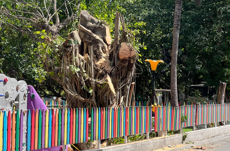 ވިލިމާލޭގައި ހުރި ބޮޑު ނިކަގަހެއް ކެނޑި ބަޔަކު ހޯދަނީ