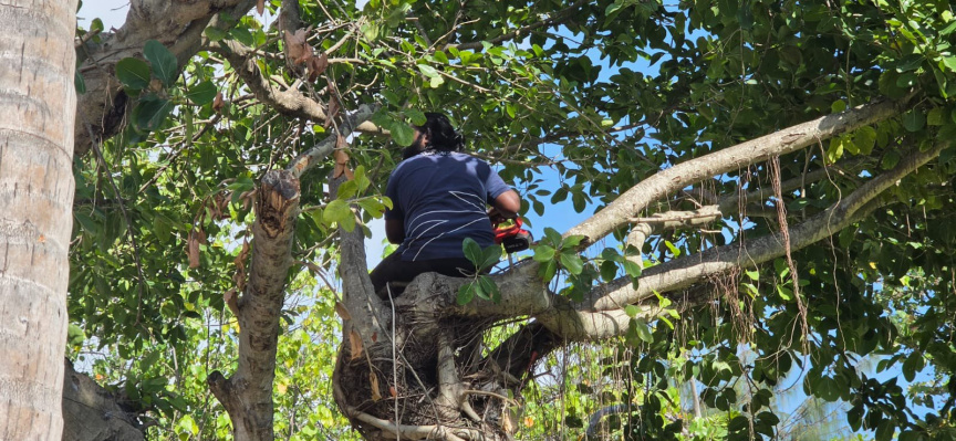 އަނެއްކާ ވެސް ވިލިމާލޭ ބަގީޗާތެރޭގައި ހުރި ގަހަކަށް ބަޔަކު ގެއްލުންދެނިކޮށް ހުއްޓުވައިފި