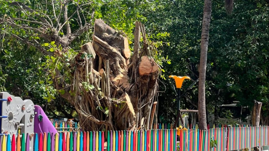 އަނެއްކާ ވެސް ވިލިމާލޭ ބަގީޗާތެރޭގައި ހުރި ގަހަކަށް ބަޔަކު ގެއްލުންދެނިކޮށް ހުއްޓުވައިފި
