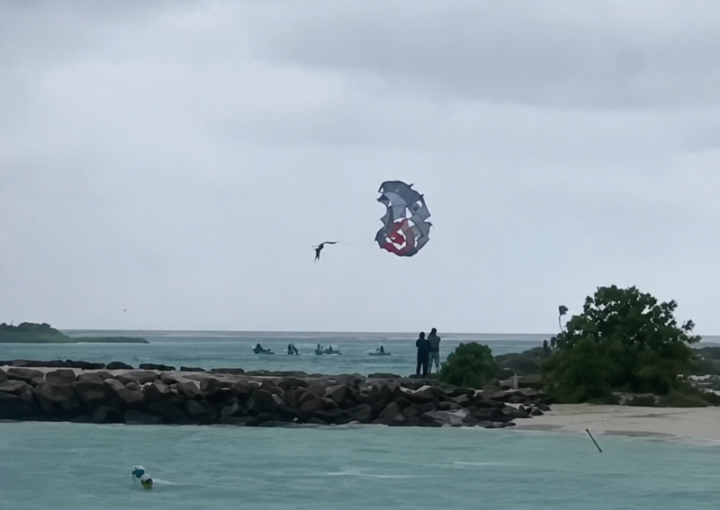 މާފުށީގައި ޕެރެސެއިލިން ކުޑައެއް ކަނޑައިގެންގޮސް ފަތުރުވެރިއަކަށް އަނިޔާވެއްޖެ