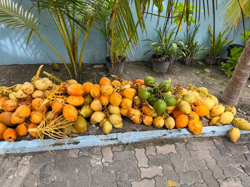 ވަގަށް އަޅައިފައިވާ ކުރުނބާތަކެއް ފުވައްމުލަކު ފުލުހުން ހޯދައިފި