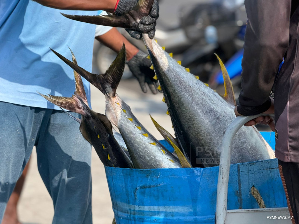 "ޓެރިފް ކަނޑާލުމުން ރާއްޖޭގައި މަސްގަތުމުގެ ވާދަވެރި ބާޒާރެއް އުފެދިއްޖެ"