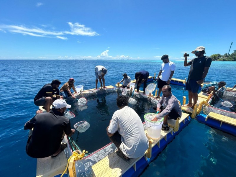 މެރިކަލްޗާ ސިނާއަތް ތަރައްގީކުރަން އިތުރު 10 ސަރަހައްދެއް
