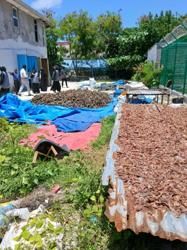 ވިލިމާލޭގައި ސަތަރި އަޅައިގެން ނުތާހިރުކޮށް މަސް ހިއްކި މައްސަލައެއް