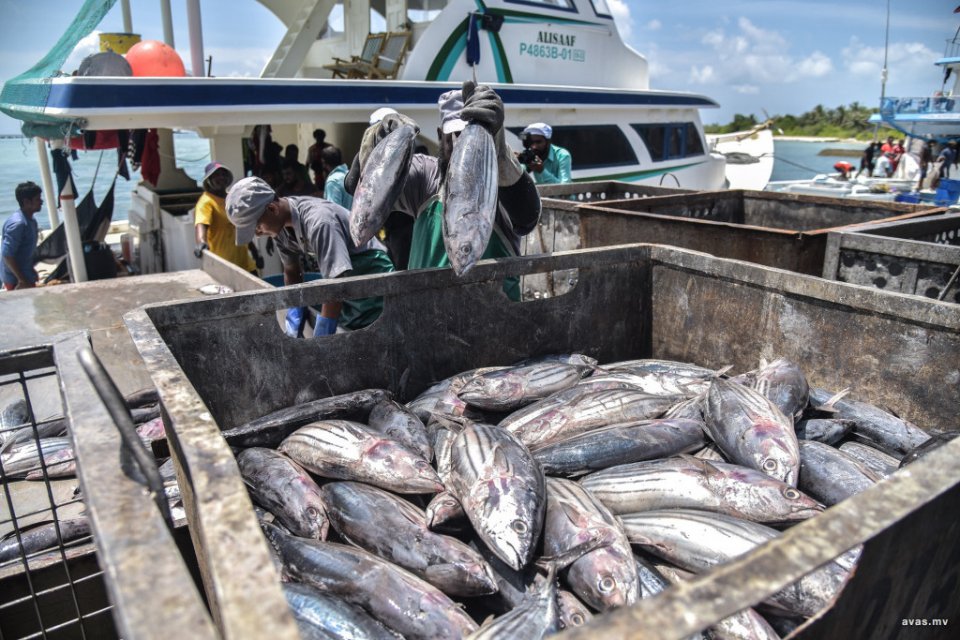 މިއަދު މިފްކޯއަށް މަސް ގަންނަނީ 21 ރުފިޔާ އަށް